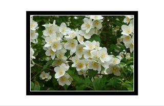 little white flowers