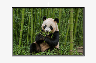 panda bear eating bamboo