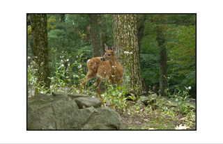 Pocono Deer