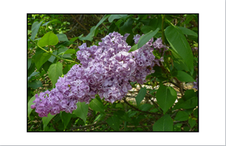 Purple Lilac