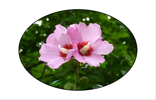 purple rose of sharon