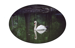 Swan reflection on lake