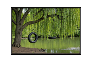 tire swing on a weeping willow tree by the stream