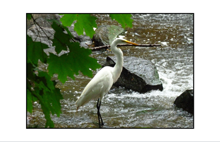 Wading Egret