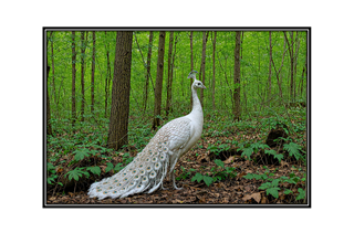 white peacock