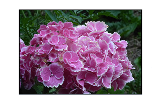 white rimmed leaf pink hydrangea