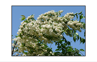 white flowered tree