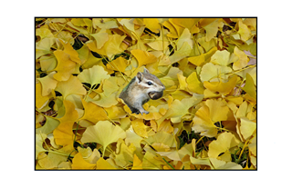 chipmunk with acorn coming from underneath yellow leaves