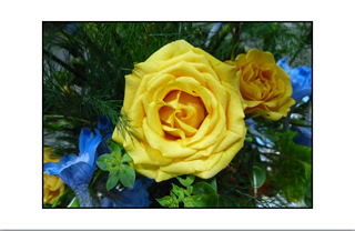 Yellow Roses and Blue Flowers