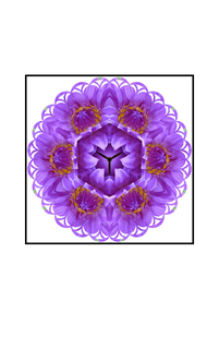 Purple Lotus