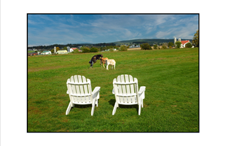 farm view of mating cows