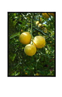 squeeze my lemons getly until juice comes out