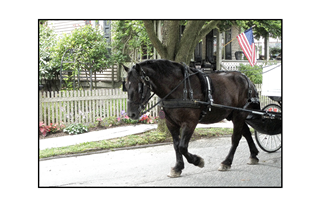 Black Horse pulling carriage