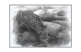 amur leopard lapping up water by a water hole