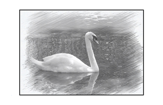 Tranquil Swan