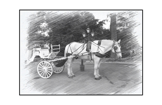 Central Park NYC Carriage Horse
