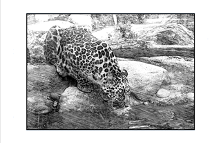 Amur Leopard lapping up water by a waterhole