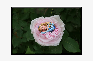 sleeping princess in a rose