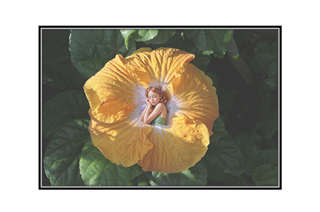 sleeping fiary in gold flower in a rose