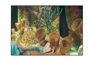 mermaid lying undersea by corals