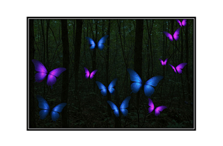 glowing butterflies of the night