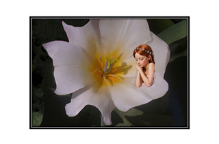 sleeping fairy in a flower