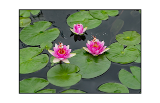 ballerinas dancing on lotus flowers with magical sparkle