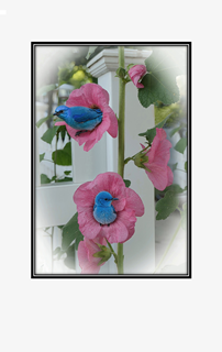 small blue bird in pink flower