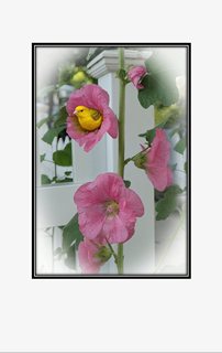 yellow canary in pink flower