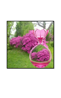 Azalea bush in pink perfume bottle