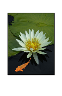 Longwood lotus flower with koi