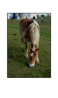 Amish Grazing Horse