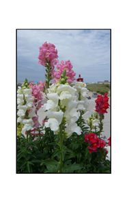 Snapdragon Flowers