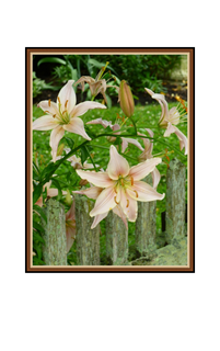 Star Gazer Lilies by unpainted fence