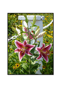 Star Gazer Lilies with white post and chain