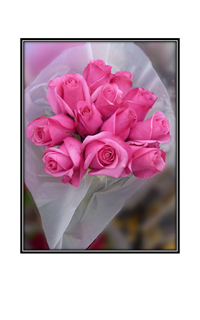 bouquet of pink roses