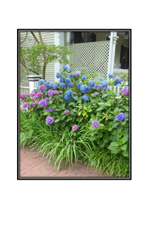 colorful hydrangeas