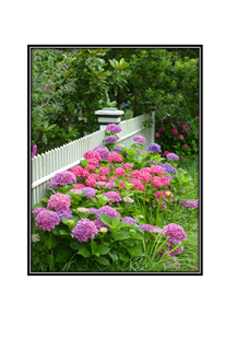 colorful hydrangeas along a fence