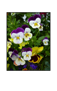 colorful pansies