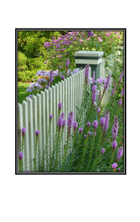 fence with purple cat tails