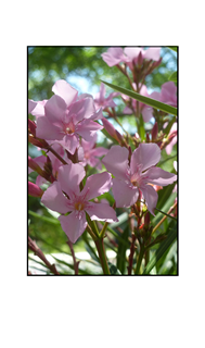 Light Pink Flowers