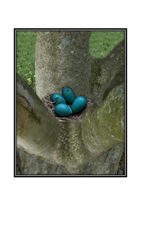 hatching blue eggs