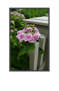 pink hydrangea by the fence