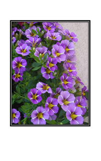 purple petunias with yellow center