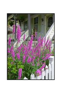 hot pink flowers