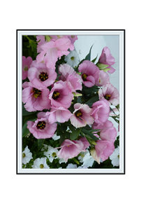 small pink and white flowers