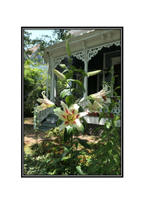 white red center lilies