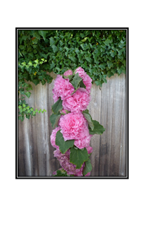 wood ivy fence and pink carnations