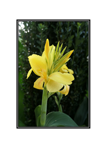 yellow budding flower