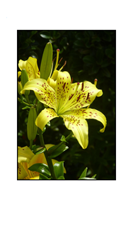 Yellow Lilies